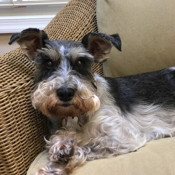 Meet your Posher, Audrey - Picture 5 of 13